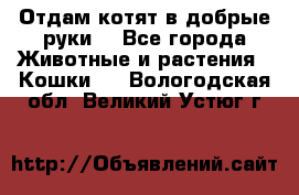 Отдам котят в добрые руки. - Все города Животные и растения » Кошки   . Вологодская обл.,Великий Устюг г.